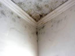 Professional Mold Removal & Remediation in Whitesboro, NY